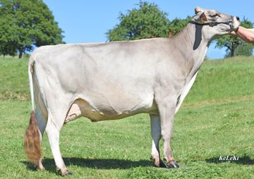 sg0055420-scherma-nelgor-brownell-ch-120-0597-4056-5-nelgor