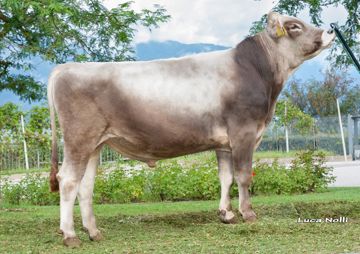 15-09-2015-toro-moodi