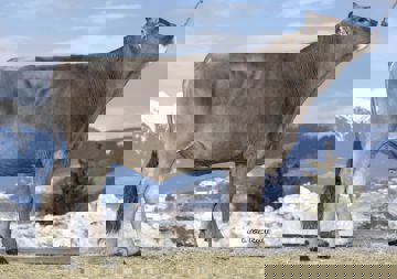 02-02-2021-toro-granito