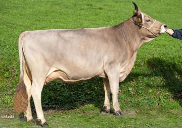 Ardona, die Mutter von Armando