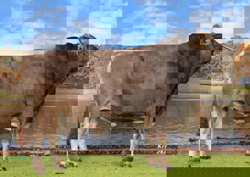 stier-bays