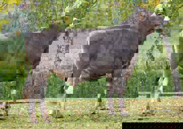 18-10-2019-toro-speranzio
