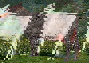 09-09-2014-it017990834504-marantelli-potassio-berenice