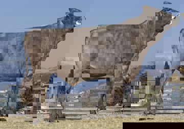23-02-2021-toro-fenhus
