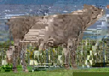 17-04-2018-toro-blasco