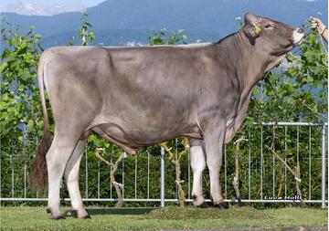 26-05-2026-toro-puma