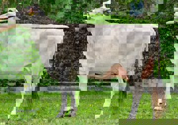 19-05-2020-it021002238711-reichegger-arrow-rayshan
