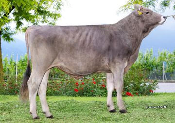 20-05-2025-toro-remus