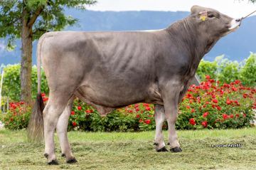 23-06-2023-toro-tornado-p