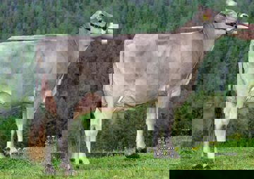 20-05-2020-it021002231953-wiedenhofer-vacum-rana-mutter-von-tracum