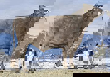 02-02-2021-toro-suleiman