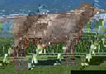 08-05-2018-toro-barton