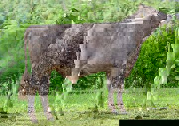 16-06-2020-toro-telton