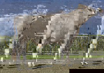 23-04-2021-toro-atomic