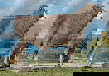 16-04-2019-toro-janco-bis
