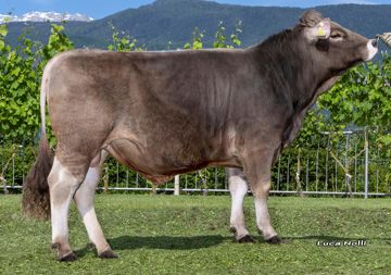 30-05-2025-toro-waldemar-ob