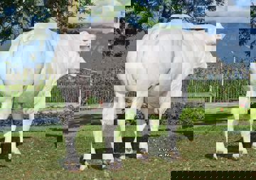 Verbiest
