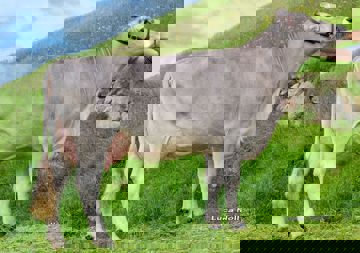 Die Mutter von Wildor