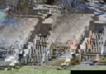 10-03-2021-it021001984893-feichter-payssli-nusse