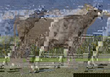 23-04-2021-toro-sesvenna